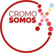 Cromosomos X